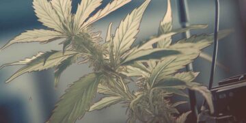 Cannabis Markets and money (1)